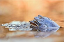 Moorfroschhochzeit