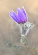 *Pulsatilla_3*