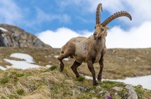 Steinbock Schweiz