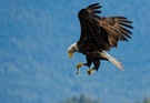 Nach seiner Beute