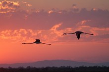 Abend in der Camargue