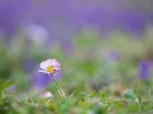 Gänseblümchen im Veilchenmeer