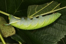 Lindenschwärmer Raupe (Mimas tiliae)