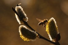 Endlich wieder Nektar und Pollen