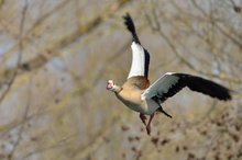 Nilgans