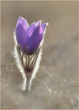 *Pulsatilla vulgaris_3 *