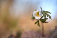 Buschwindröschen (Anemone nemorosa)