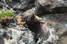 mal wieder ein Adler