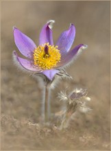 *Pulsatilla_6*