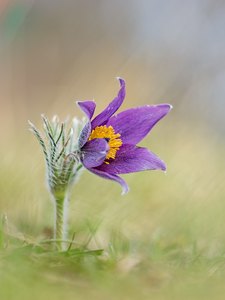 Pulsatilla