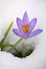 Sieg des Frühlings über den Winter