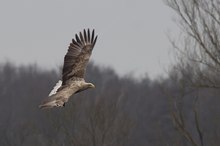 Seeadler