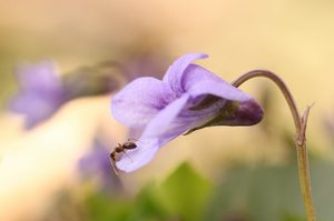 Veilchenblüte mit Besucher