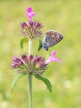 Polyommatus icarus