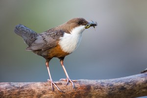 Wasseramsel-Update für Richard