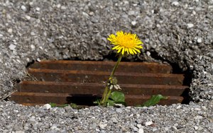 Pflanze und Tier suchen und finden ihren Weg