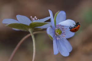 The seven-spot ladybird