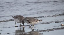 Wintergäste im Wattenmeer