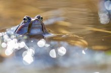 Moorfrosch mit Bart