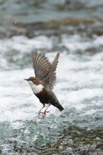 Wasseramsel im Flug