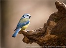 Unsere heimische Blaumeise (Cyanistes caeruleus, Syn. Parus caeruleus)