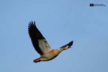 Nilgans