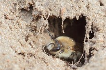 Andrena sp.