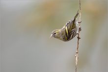 Erlenzeisig (Carduelis spinus)