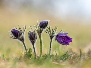 Pulsatilla-Grüppchen