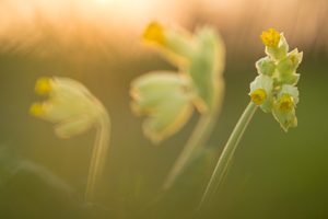 Schlüsselblumen