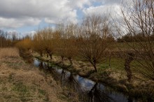 Kopfweiden im Frühling