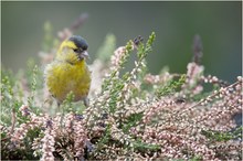 Erlenzeisig (Carduelis spinus)