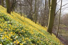 Auen-"Landschaft" mit Scharbockskraut