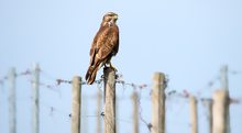 Bussard im Weinberg