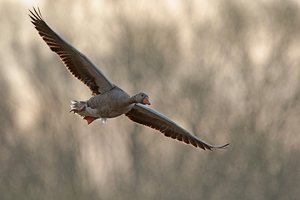 Graugans im Flug