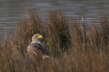 Seeadler