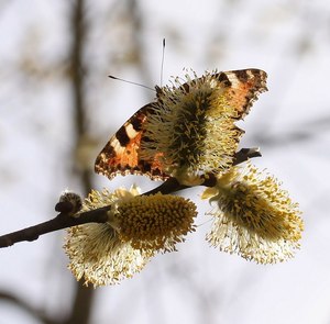 Kleiner Fuchs im Gegenlicht