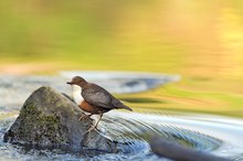 Wasseramsel im  goldenen Fluss