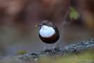 Wasseramsel
