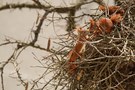 Eichhörnchengeschwister im Elsternnest