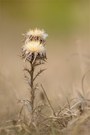 Silberdistel...