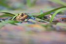 Erdkröten im Gras-Salat