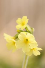 Wald-Schlüsselblume