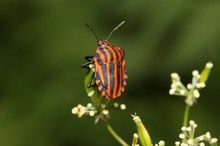 Streifenwanze, Graphosoma lineatum