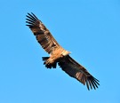 Gyps vulvus - Gänsegeier - ND - Extremadura