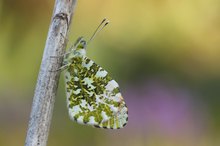 Aurorafalter, Anthocharis cardamines