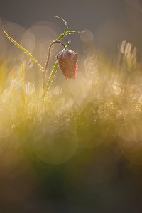 Strawberry Fields