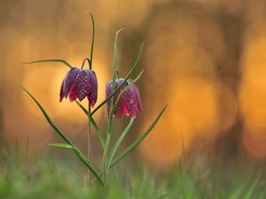 Abends auf der Schachbrettblumenwiese