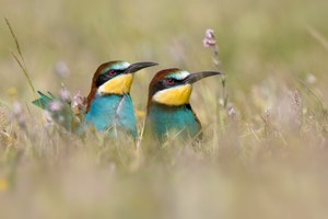 Merops Apiaster