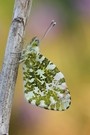 Aurorafalter, Anthocharis cardamines 2